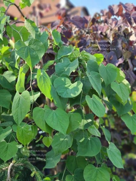 Церцис канадский Лавендер Твист (Cercis canadensis Lavender Twist) ФОТО Питомник растений Природа (12)