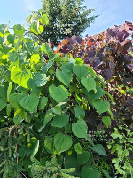 Церцис канадський Лавендер Твіст (Cercis canadensis Lavender Twist) ФОТО Розплідник рослин Природа (14)