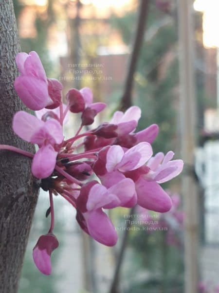 Церцис канадський Лавендер Твіст (Cercis canadensis Lavender Twist) ФОТО Розплідник рослин Природа (2)