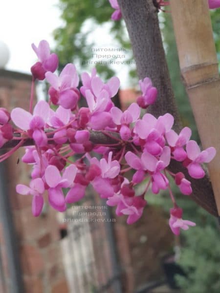 Церцис канадский Лавендер Твист (Cercis canadensis Lavender Twist) ФОТО Питомник растений Природа (3)