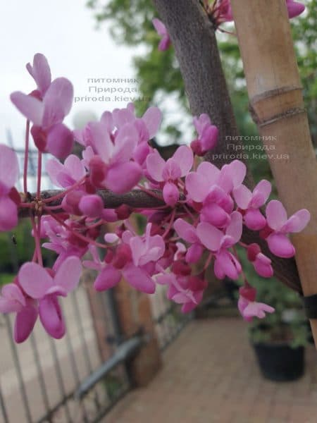 Церцис канадский Лавендер Твист (Cercis canadensis Lavender Twist) ФОТО Питомник растений Природа (4)