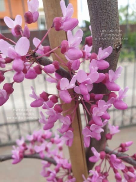 Церцис канадський Лавендер Твіст (Cercis canadensis Lavender Twist) ФОТО Розплідник рослин Природа (5)