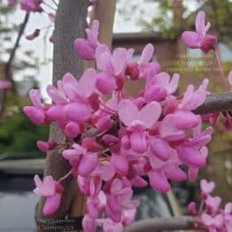 Церцис канадский Лавендер Твист (Cercis canadensis Lavender Twist) ФОТО Питомник растений Природа (6)