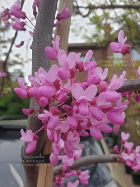 Церцис канадський Лавендер Твіст (Cercis canadensis Lavender Twist) ФОТО Розплідник рослин Природа (6)