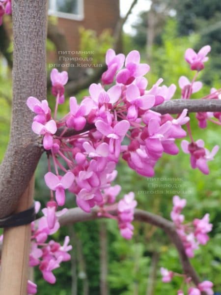 Церцис канадский Лавендер Твист (Cercis canadensis Lavender Twist) ФОТО Питомник растений Природа (8)