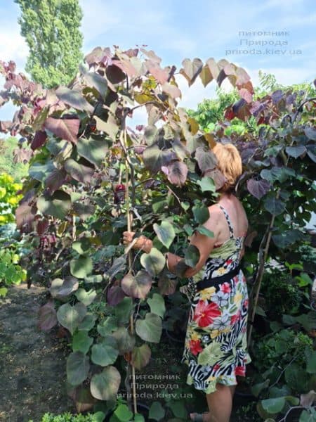 Церцис канадский Руби Фолс (Cercis canadensis Ruby Falls) ФОТО Питомник растений Природа (11)