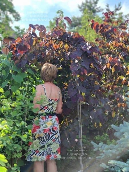 Церцис канадский Руби Фолс (Cercis canadensis Ruby Falls) ФОТО Питомник растений Природа (12)