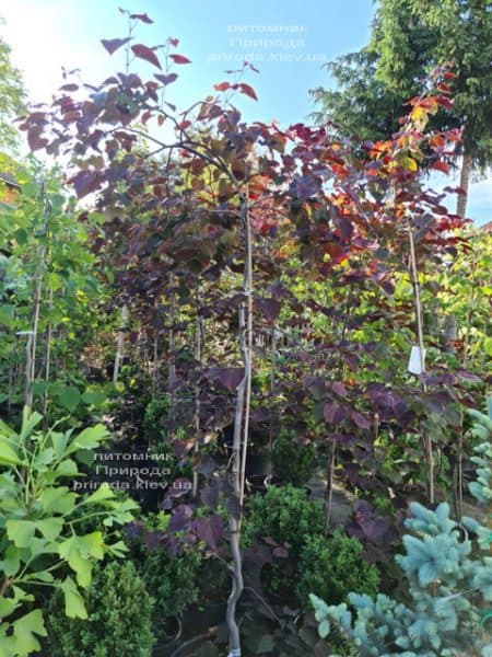 Церцис канадский Руби Фолс (Cercis canadensis Ruby Falls) ФОТО Питомник растений Природа (5)