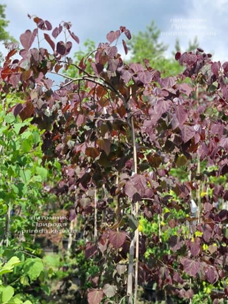 Церцис канадский Руби Фолс (Cercis canadensis Ruby Falls) ФОТО Питомник растений Природа (6)