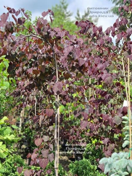 Церцис канадский Руби Фолс (Cercis canadensis Ruby Falls) ФОТО Питомник растений Природа (7)