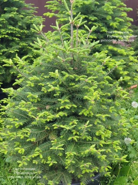 Ялиця бальзамическая (Abies balsamea) ФОТО Розплідник рослин Природа (13)