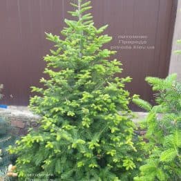 Ялиця бальзамическая (Abies balsamea) ФОТО Розплідник рослин Природа (15)