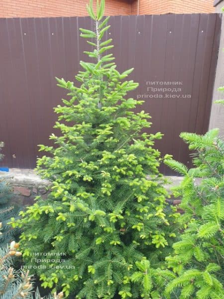 Ялиця бальзамическая (Abies balsamea) ФОТО Розплідник рослин Природа (15)