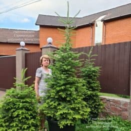 Ялиця бальзамическая (Abies balsamea) ФОТО Розплідник рослин Природа (16)