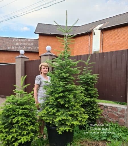 Пихта бальзамическая (Abies balsamea) ФОТО Питомник растений Природа (16)