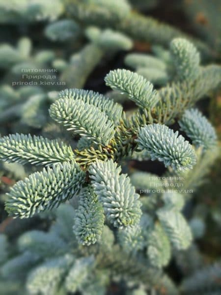 Пихта Глаука (Abies procera Glauca) ФОТО Питомник растений Природа (1)