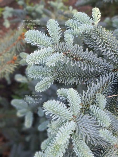 Пихта Глаука (Abies procera Glauca) ФОТО Питомник растений Природа (2)