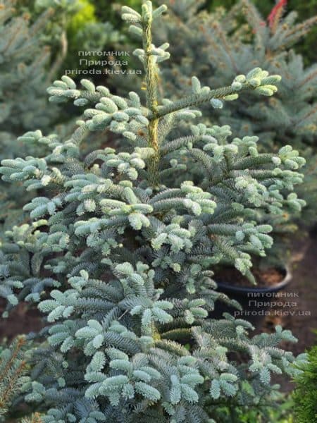 Пихта Глаука (Abies procera Glauca) ФОТО Питомник растений Природа (3)