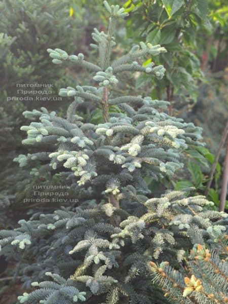 Пихта Глаука (Abies procera Glauca) ФОТО Питомник растений Природа (4)