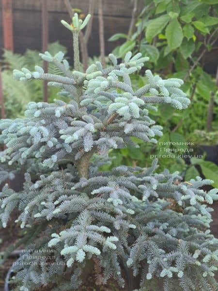 Пихта Глаука (Abies procera Glauca) ФОТО Питомник растений Природа (5)