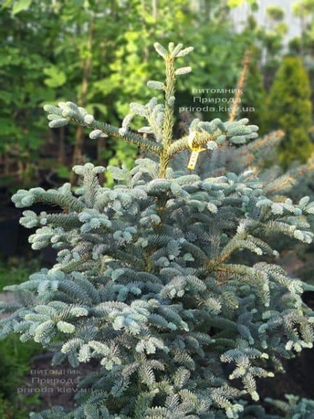 Пихта Глаука (Abies procera Glauca) ФОТО Питомник растений Природа (7)