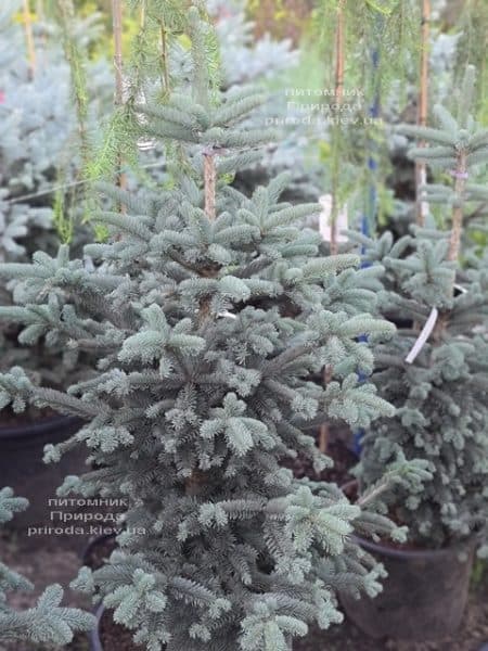 Пихта горная Аргентеа (Abies lasiocarpa Argentea) ФОТО Питомник растений Природа (10)