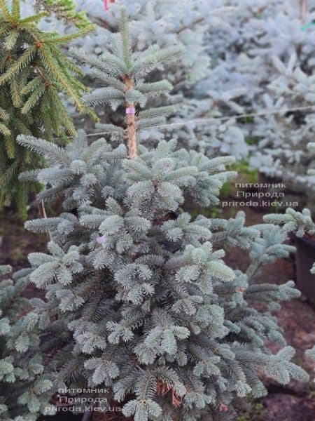 Пихта горная Аргентеа (Abies lasiocarpa Argentea) ФОТО Питомник растений Природа (11)