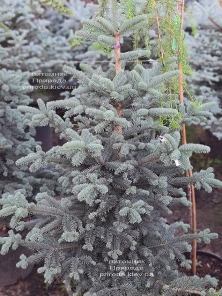 Пихта горная Аргентеа (Abies lasiocarpa Argentea) ФОТО Питомник растений Природа (13)