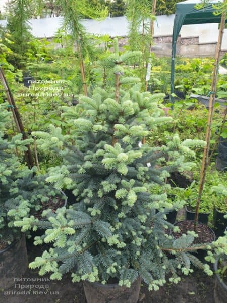 Пихта горная Аргентеа (Abies lasiocarpa Argentea) ФОТО Питомник растений Природа (7)