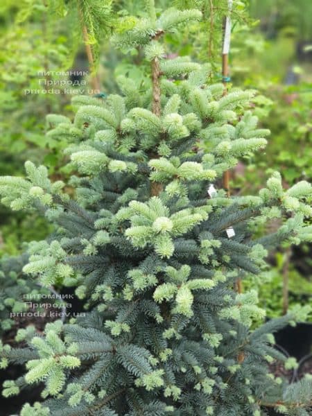 Пихта горная Аргентеа (Abies lasiocarpa Argentea) ФОТО Питомник растений Природа (8)