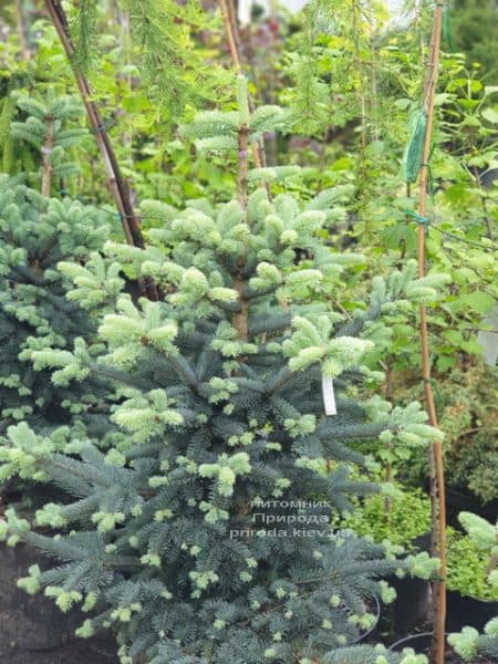 Пихта горная Аргентеа (Abies lasiocarpa Argentea) ФОТО Питомник растений Природа (9)