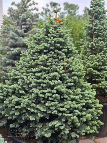 Пихта горная Компакта (Abies lasiocarpa Compacta) ФОТО Питомник растений Природа (10)