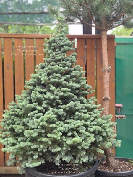 Пихта горная Компакта (Abies lasiocarpa Compacta) ФОТО Питомник растений Природа (11)