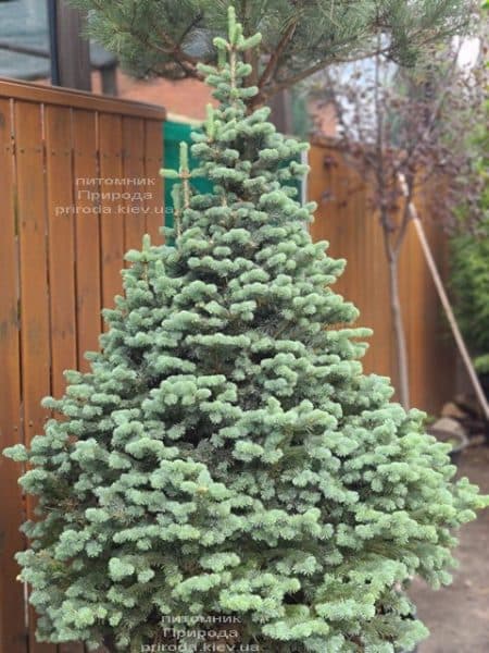 Пихта горная Компакта (Abies lasiocarpa Compacta) ФОТО Питомник растений Природа (12)