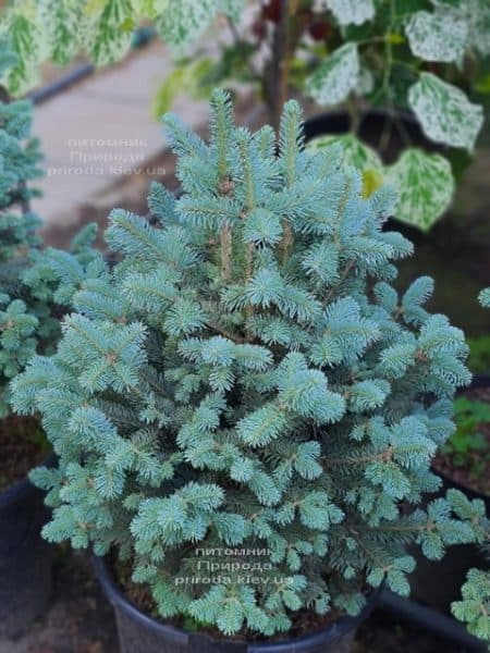 Пихта горная Компакта (Abies lasiocarpa Compacta) ФОТО Питомник растений Природа (13)