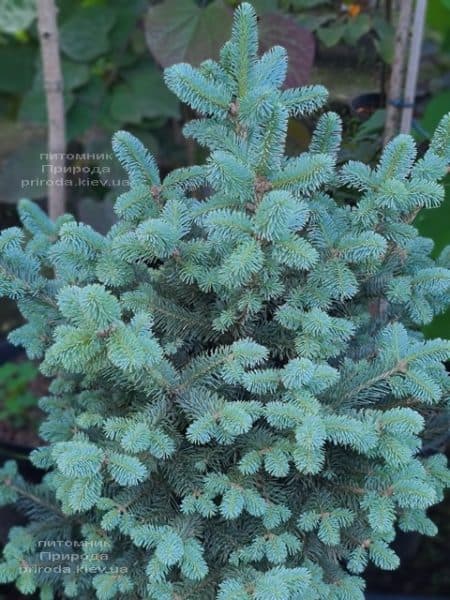 Пихта горная Компакта (Abies lasiocarpa Compacta) ФОТО Питомник растений Природа (14)