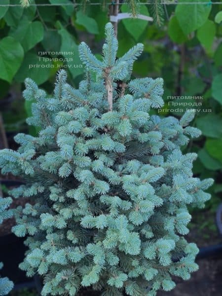 Пихта горная Компакта (Abies lasiocarpa Compacta) ФОТО Питомник растений Природа (15)