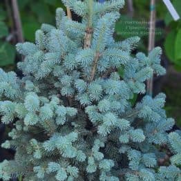 Пихта горная Компакта (Abies lasiocarpa Compacta) ФОТО Питомник растений Природа (16)