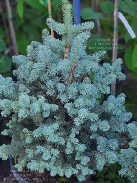 Пихта горная Компакта (Abies lasiocarpa Compacta) ФОТО Питомник растений Природа (16)