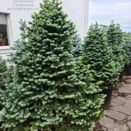 Пихта горная Компакта (Abies lasiocarpa Compacta) ФОТО Питомник растений Природа (8)