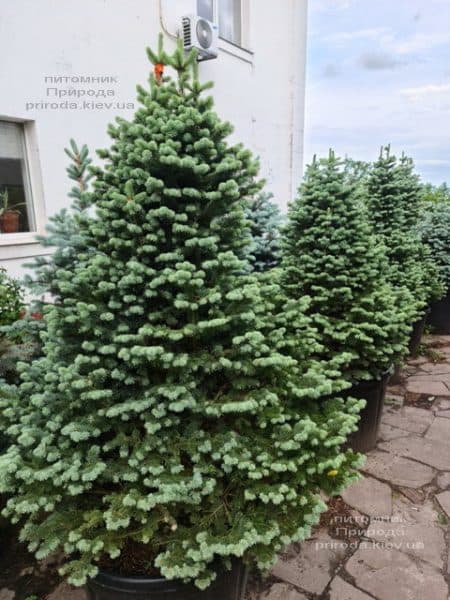 Ялиця гірська Компакта (Abies lasiocarpa Compacta) ФОТО Розплідник рослин Природа (8)