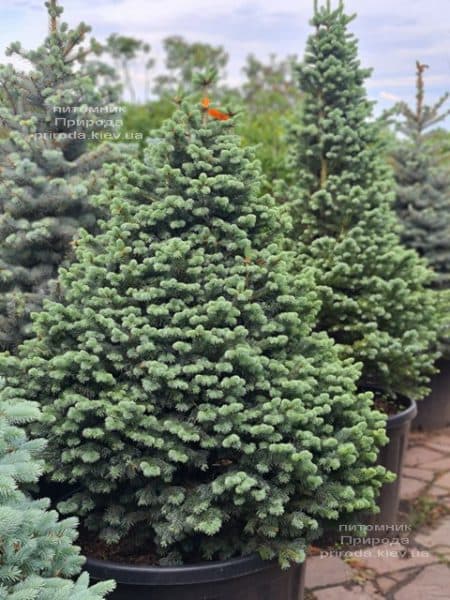 Пихта горная Компакта (Abies lasiocarpa Compacta) ФОТО Питомник растений Природа (9)