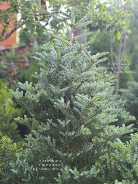 Ялиця корейська Сілберлок (Abies koreana Silberlocke) ФОТО Розплідник рослин Природа (16)