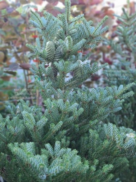 Пихта корейская Силберлок (Abies koreana Silberlocke) ФОТО Питомник растений Природа (19)