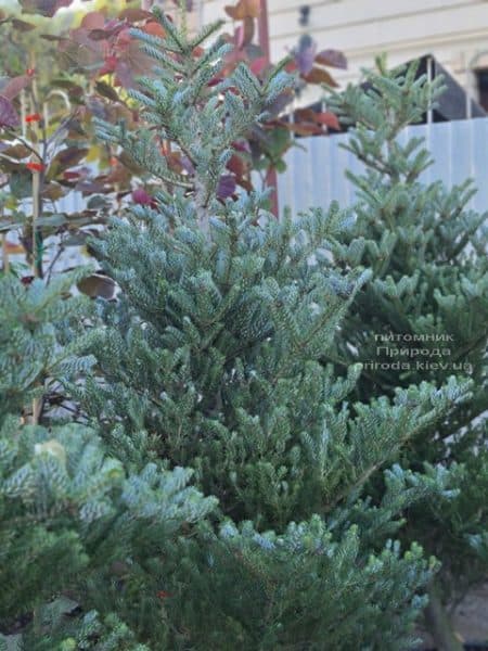 Ялиця корейська Сілберлок (Abies koreana Silberlocke) ФОТО Розплідник рослин Природа (20)