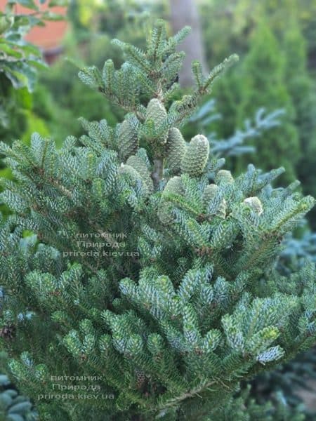 Ялиця корейська Сілберлок (Abies koreana Silberlocke) ФОТО Розплідник рослин Природа (21)