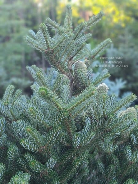 Ялиця корейська Сілберлок (Abies koreana Silberlocke) ФОТО Розплідник рослин Природа (22)