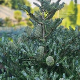 Ялиця корейська Сілберлок (Abies koreana Silberlocke) ФОТО Розплідник рослин Природа (23)