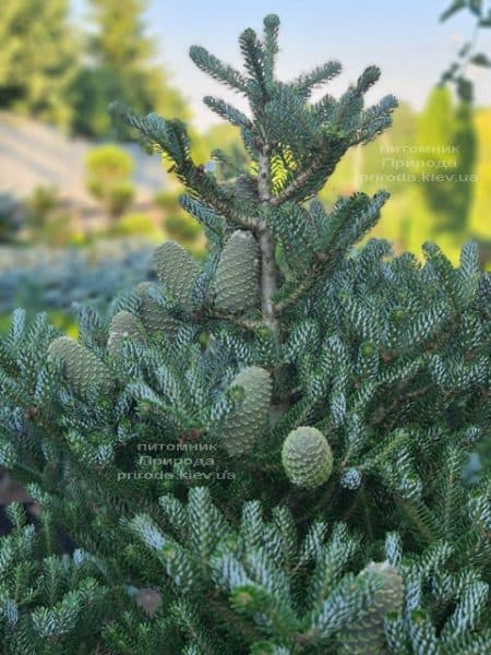 Ялиця корейська Сілберлок (Abies koreana Silberlocke) ФОТО Розплідник рослин Природа (23)