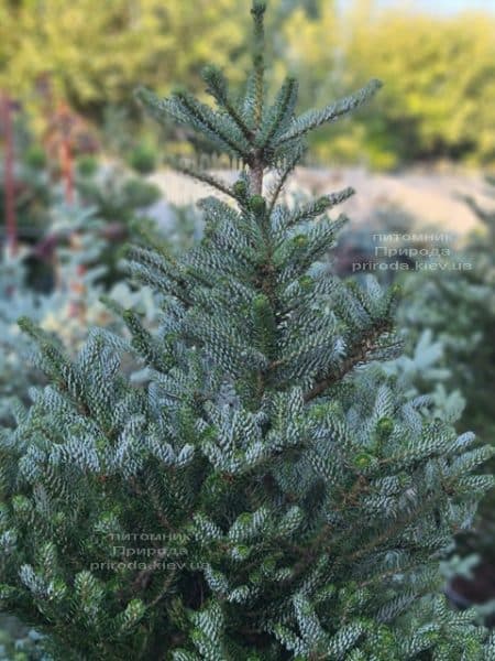 Пихта корейская Силберлок (Abies koreana Silberlocke) ФОТО Питомник растений Природа (24)